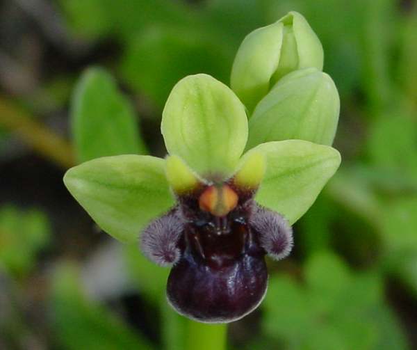 Bumblebee Orchid closeup