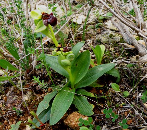 Bumblebee Orchid, Ophrys bombyliflora, a young plant showing the leaf rosette