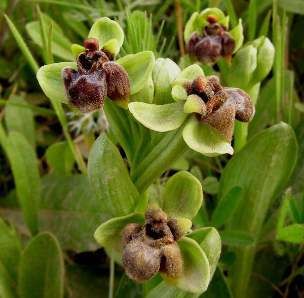 Ophrys bombyliflora, Bumblebee Orchid, closeup of flowers