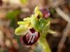 Ophrys sphegodes subsp. cretensis