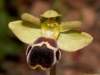 Ophrys omegaifera subsp. dyris
