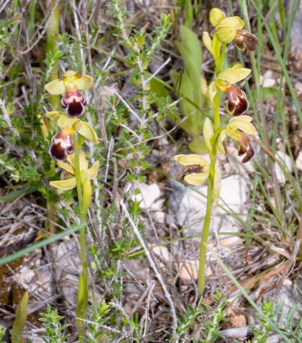 Group of Ophrys omegaifera subsp. dyris
