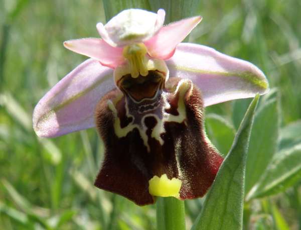 Closeup picture of Ophrys fuciflora
