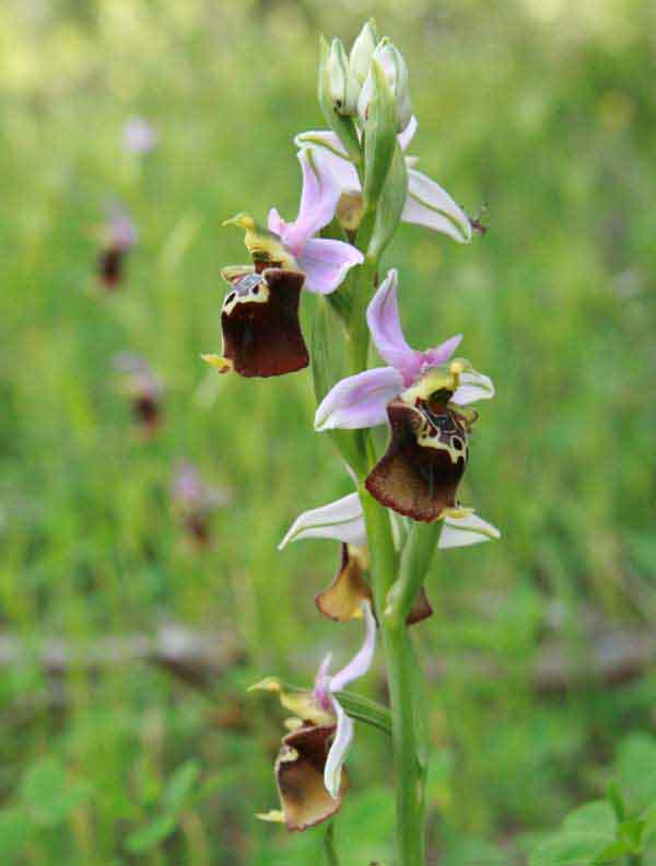 A stately OPhrys fuciflora, Italy
