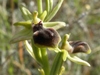 Dark Ophrys, Ophrys sphegodes var. garganica