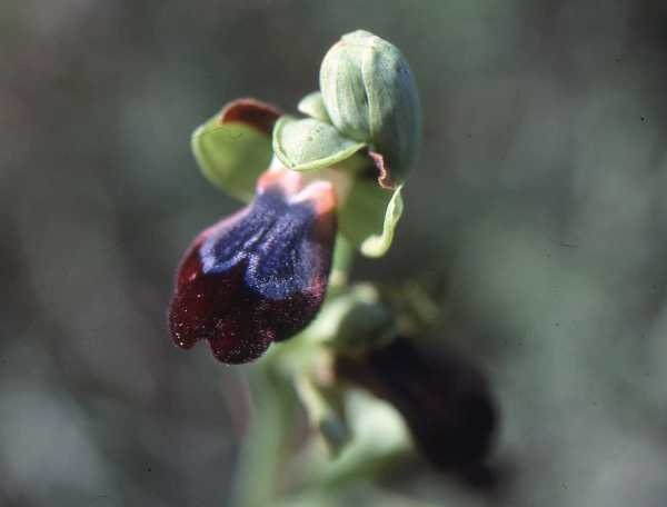 Rainbow Ophrys