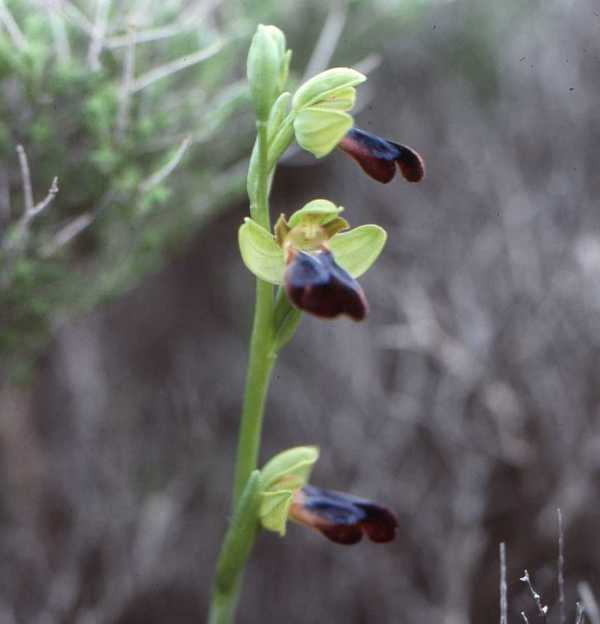 A large flower head of Ophrys fusca subsp. iricolor