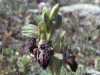 Ophrys kotschyi, Cyprus Bee-orchid