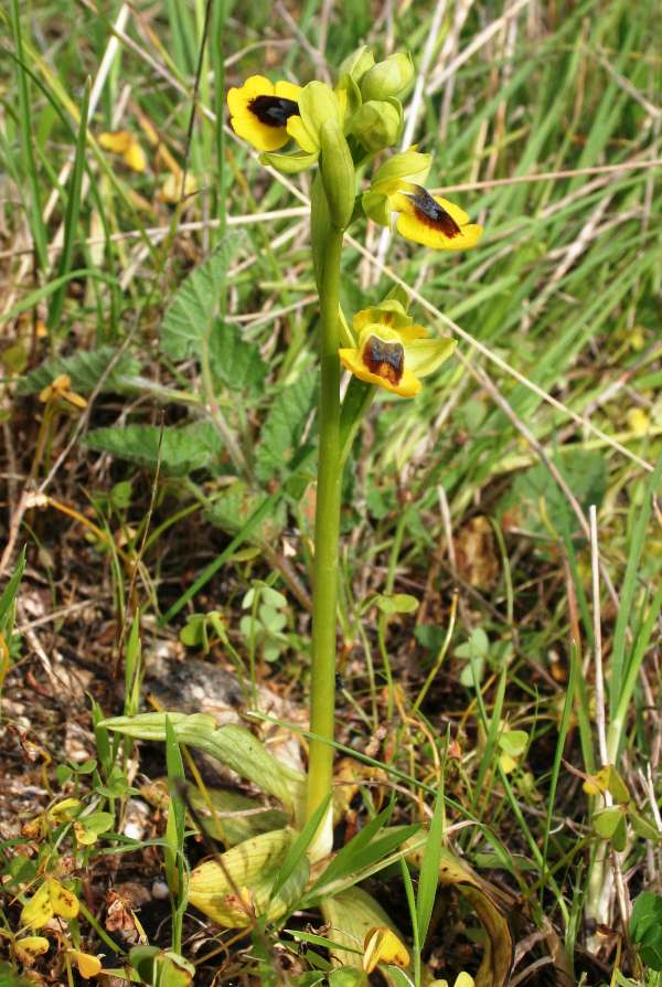 Closeup of Ophrys lutea