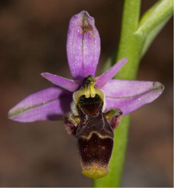 Ophrys scolopax - Woodcock Orchid