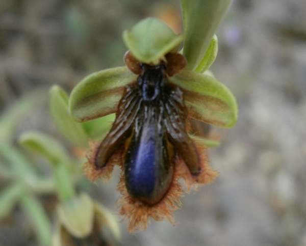 Ophrys speculum ssp. lusitanica close up