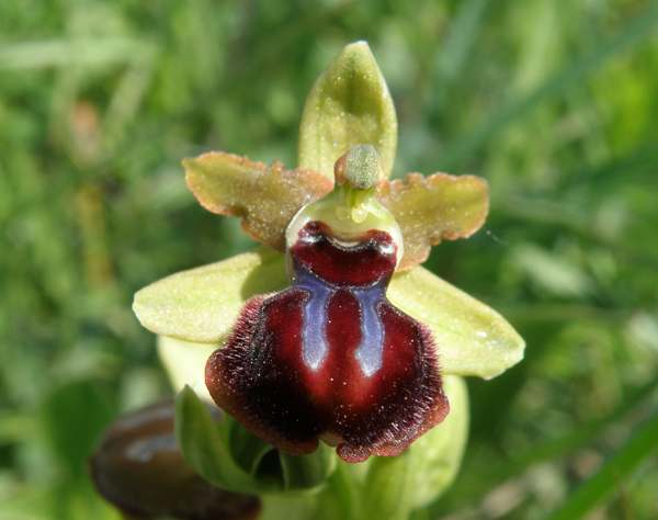 Ophrys garganica