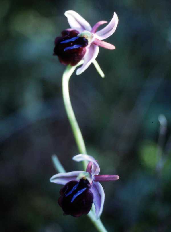 Grecian Spider Orchid