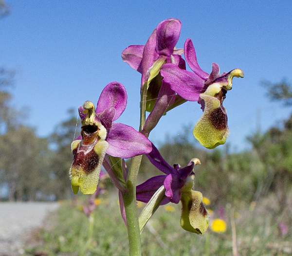 Ophrys tenthredinifera - Sawfly Orchid, Algarve, Portugal