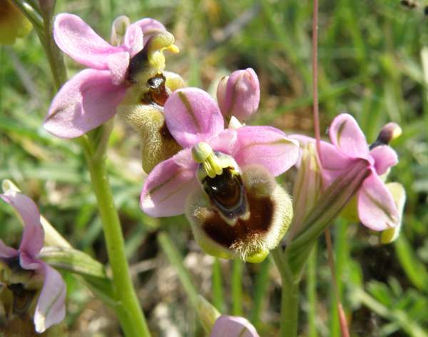 Ophrys tenthredinifera, compact group of flowers