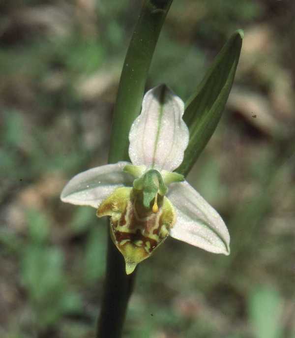 Wasp Orchid, Ophrys apifera var, trollii