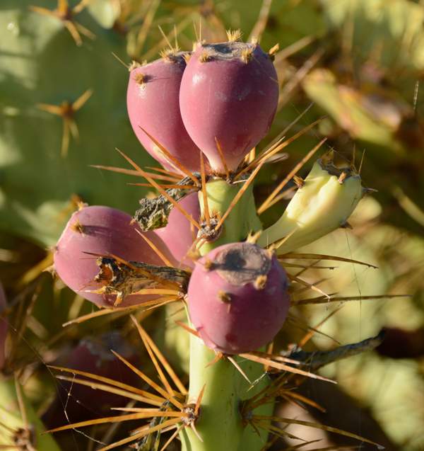 Fruits of the Prickly Pear