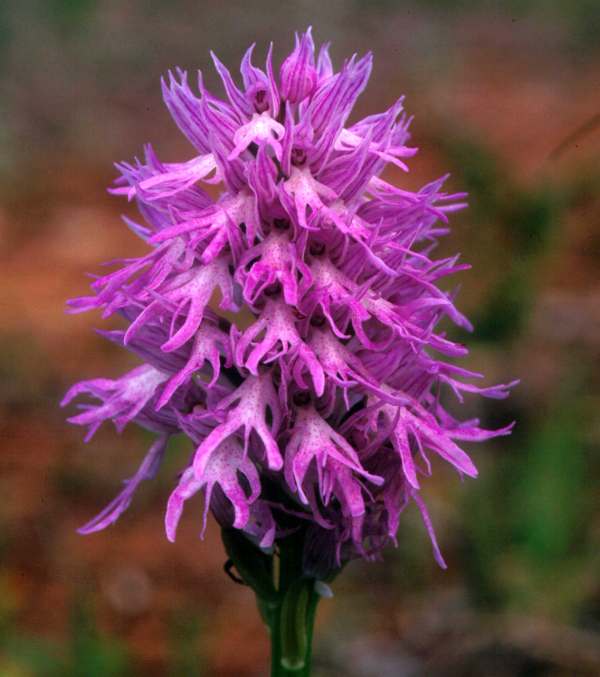 Orchis italica - Naked Man Orchid