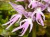 Naked Man Orchid, Orchis italica