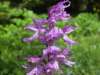 Bohemian Early Purple-orchid, Orchis mascula subsp. speciosa