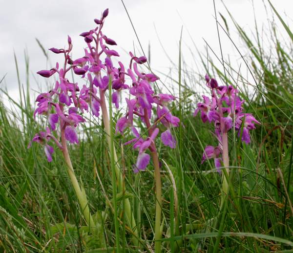 Early Purple Orchids in spring