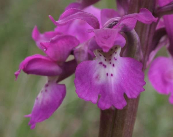 Closeup of flower of Orchis mascula