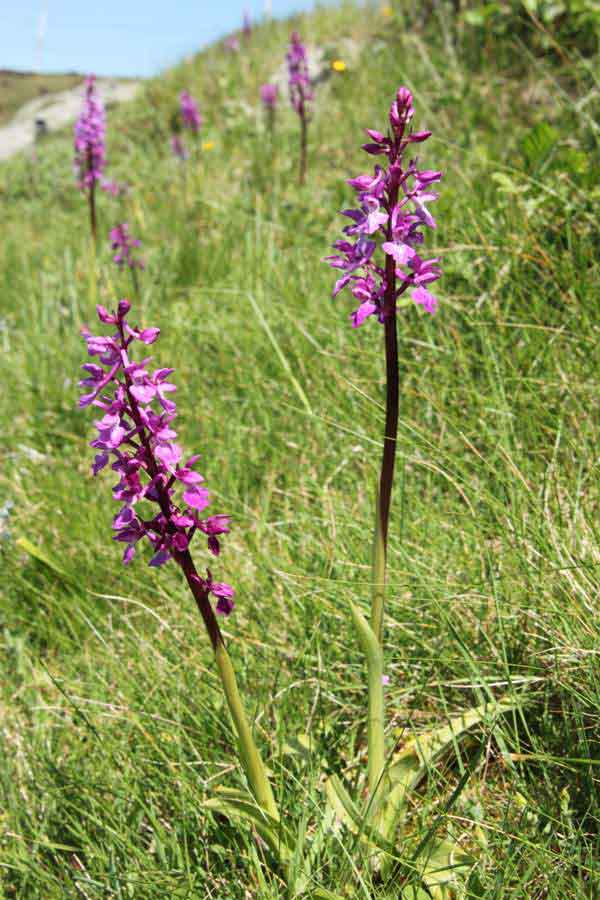 Orchis olbiensis, southern Portugal