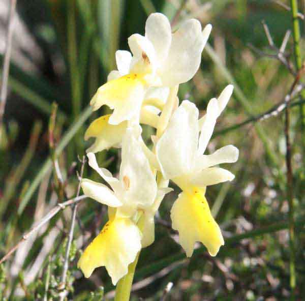 Sparse-flowered Orchid, Crete