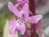 Four-spotted Orchid, Orchis quadripunctata