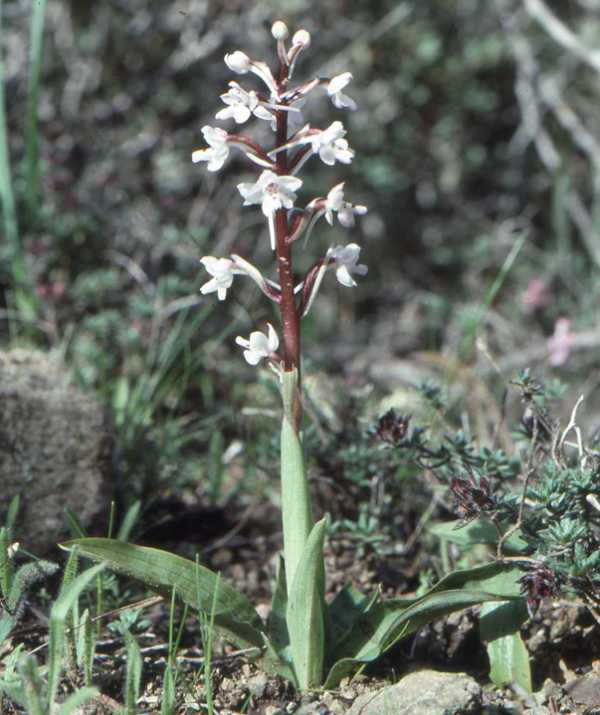 Orchis quadripunctata, white form