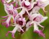 Orchis simia, Monkey Orchid