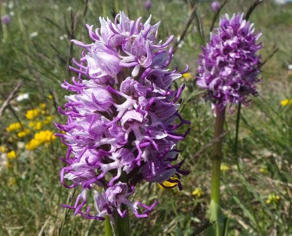 Monkey Orchids, Orchis simia