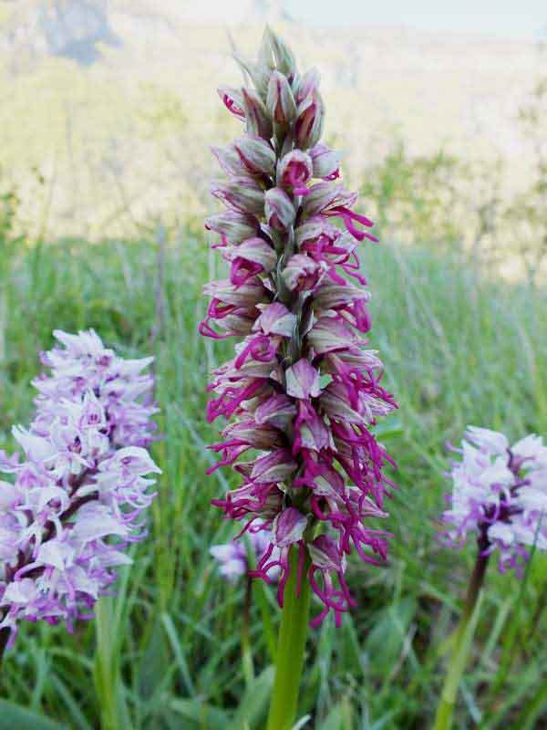 Orchis x bergonii and Orchis simia