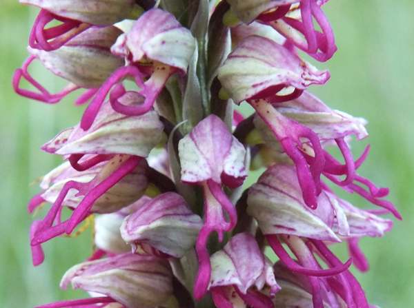 Orchis x bergonii, closeup picture of the flowers