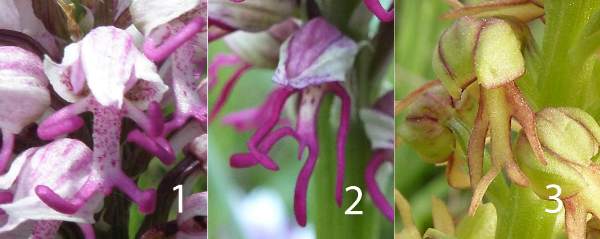 Orchis x bergonii with its parent species