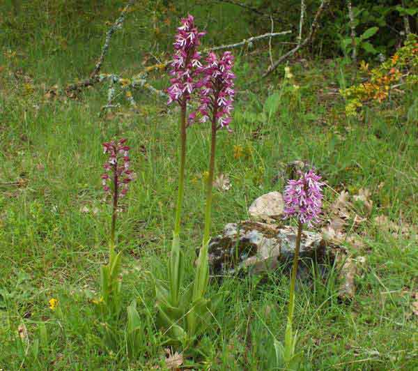 Orchis x hybrida and Orchis militaris