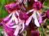 Orchis x hybrida, Military Orchid - Lady Orchid hybrid