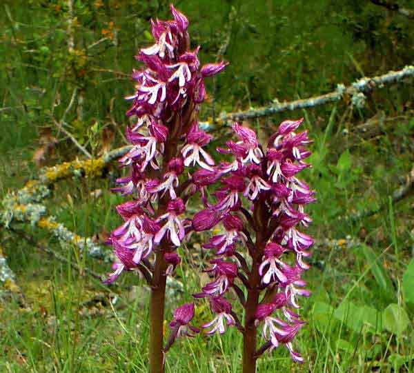 Orchis x hybrida, closeup picture of the flowers