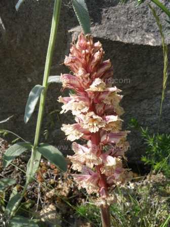 Amethyst Broomrape flowering in Italy