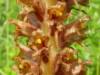 Orobanchaceae elatior