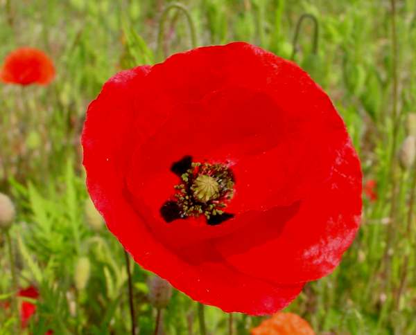 Closeup of the Poppy flower