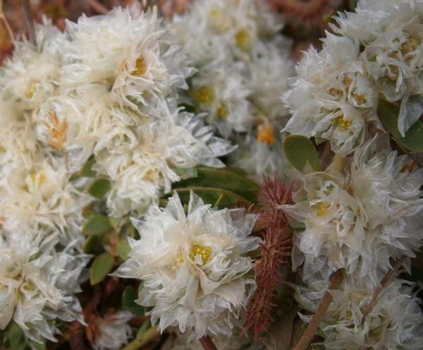 Closeup of flowers of Paronchia argentea