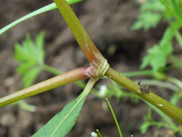 Redshank, Persicaria maculosa, stem node