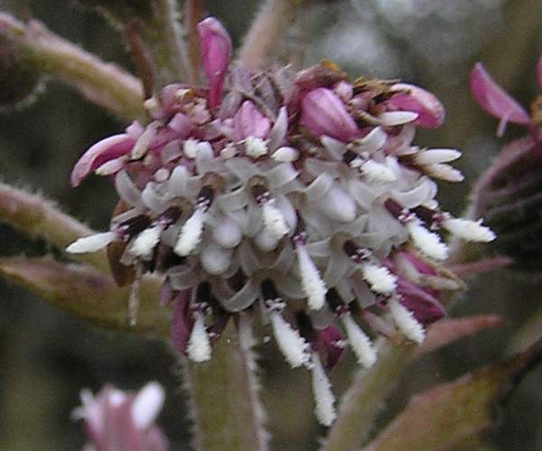 Ptasites fragrans, closeup of flowers