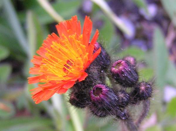 Pilosella aurantiaca, Fox and Cubs, flower and buds