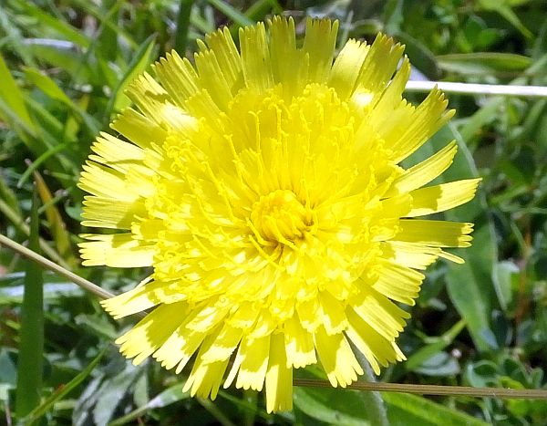 Mouse-ear Hawkweed, top view of a flower