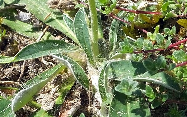 Hairy basal leaves of Mouse-ear Hawkweed