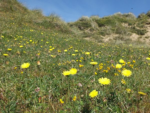 Mouse-ear Hawkweed ion vegetated dunes, Wakles
