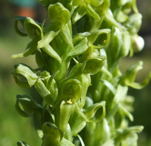 Closeup of flowers of Green Bog Orchid - Platanthera huronensis