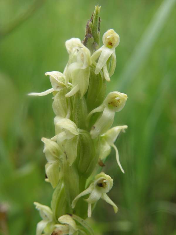 Closeup of flowers, Northern Green Orchid